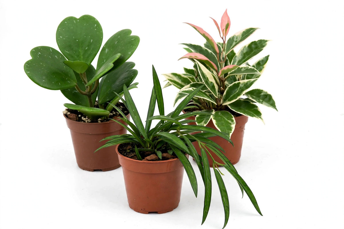 Hoya Starter Trio — Kerrii, Krimson Queen & Wayetii (4" Pots)