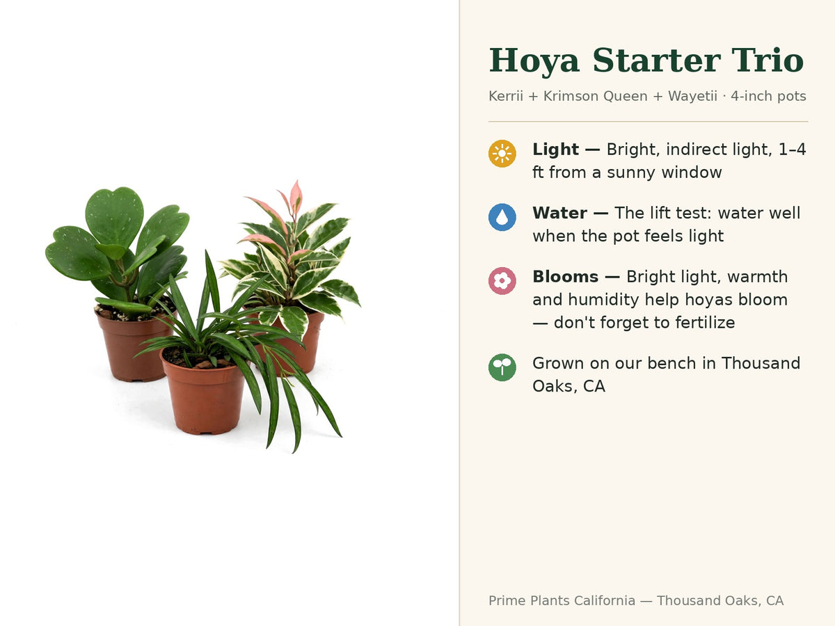 Hoya Starter Trio — Kerrii, Krimson Queen & Wayetii (4" Pots)