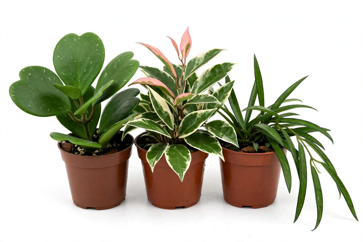 Hoya Starter Trio — Kerrii, Krimson Queen & Wayetii (4" Pots)