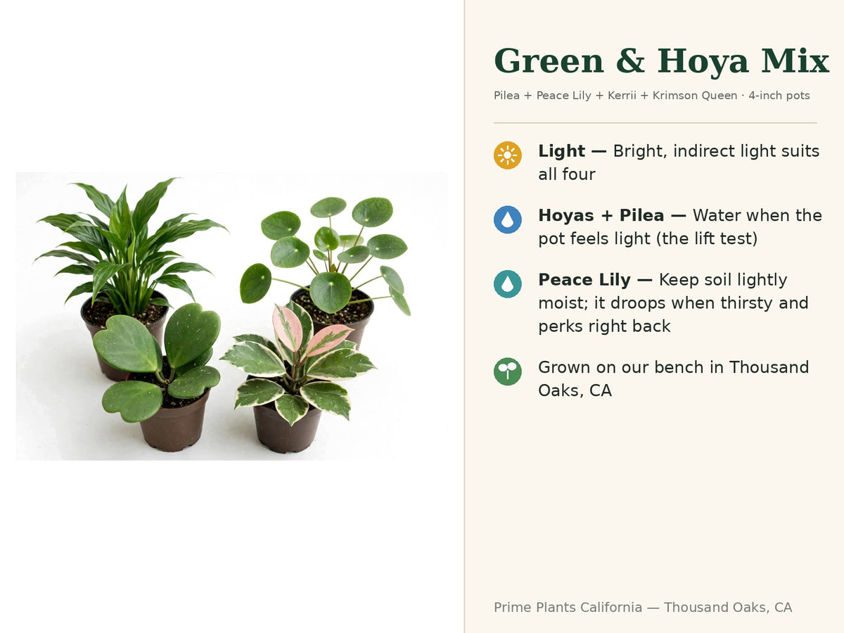 Green & Hoya Mix — Pilea, Peace Lily, Kerrii & Krimson Queen (4" Pots)