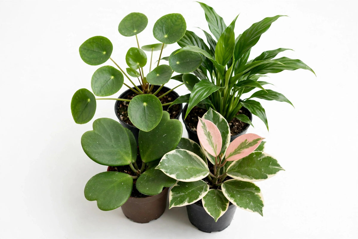 Green & Hoya Mix — Pilea, Peace Lily, Kerrii & Krimson Queen (4" Pots)