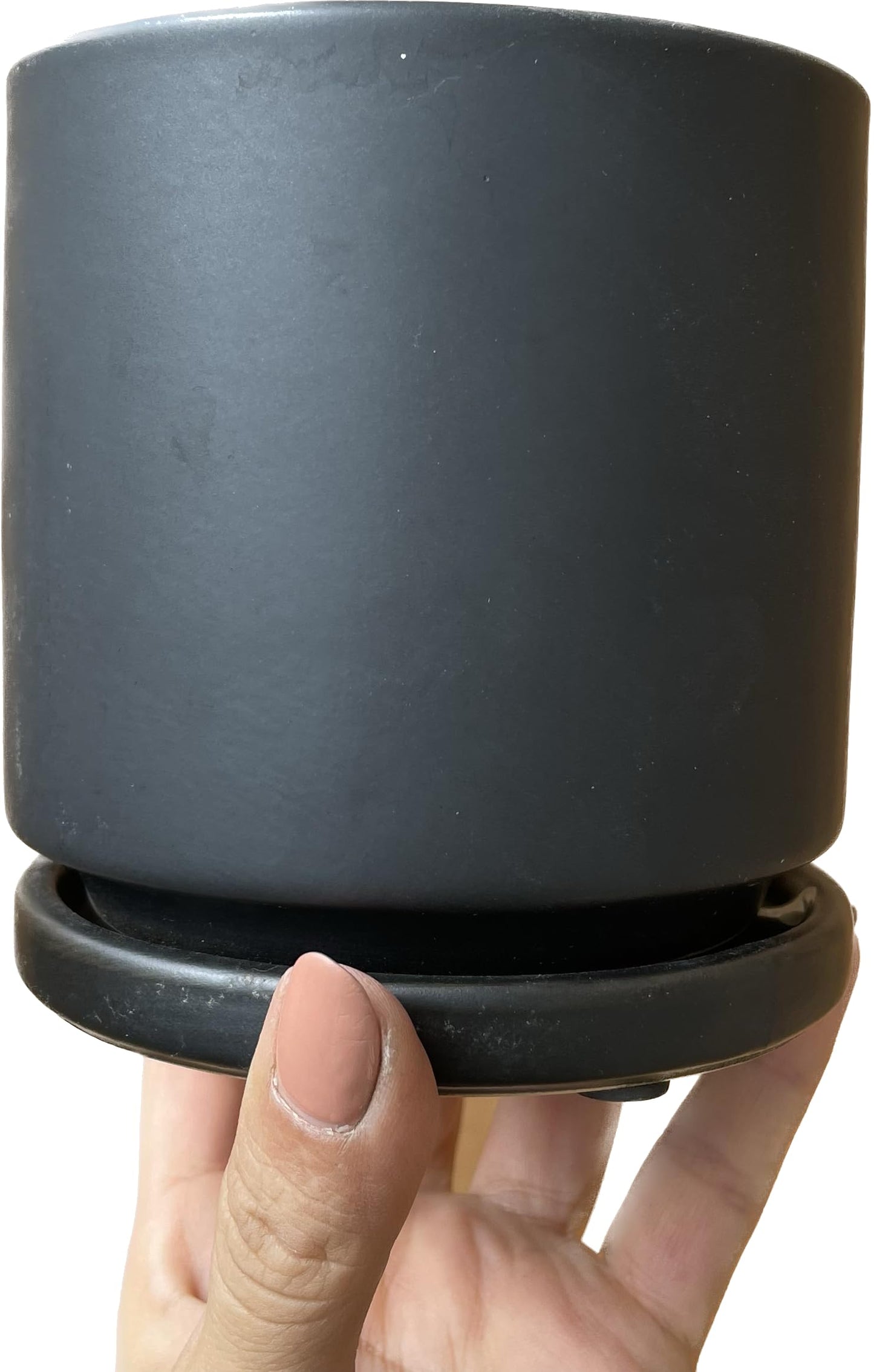 Pothos N'Joy Live Plant - Epipremnum aureum n'joy - Variegated Devil's Ivy - Air Purifying Houseplant - Live Plant Gift - California Seller