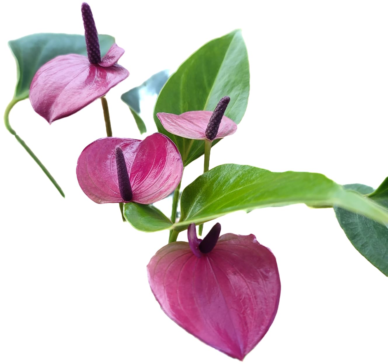 Anthurium Purple Andraeanum - Exquisite Indoor Plant with Long-Lasting Blooms and Lush Foliage & Glossy Purple Flowers - Easy-Care Indoor Plant - CA Seller - Air Purifying Plant