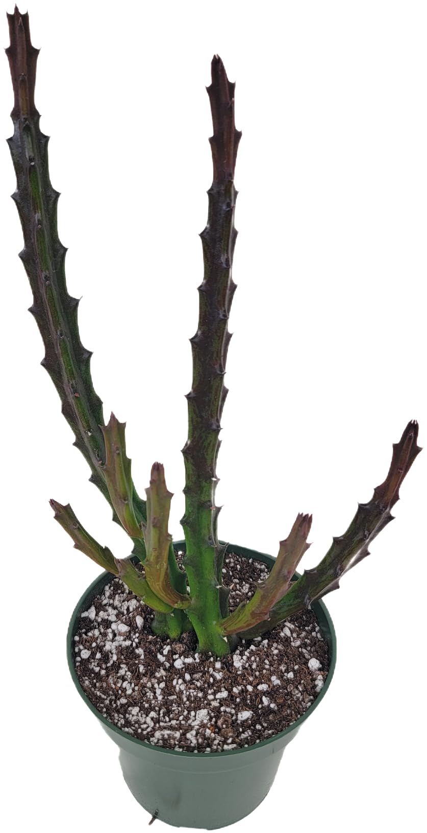 Lifesaver Plant with Purple Flowers - Live Plant in Pot - Stapelia Mutabilis - Beautiful Indoor Outdoor Cacti Succulent Houseplant with Exotic Blooms