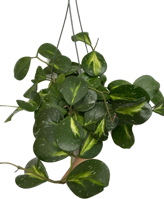 Variegated Hoya Obovata Spalsh Available in 2" Pot, 4" Pot, and 6" Hanging Pot - Hoya Plants Live Houseplants - California Seller - Air Purifying Plant - Pet Friendly Plant