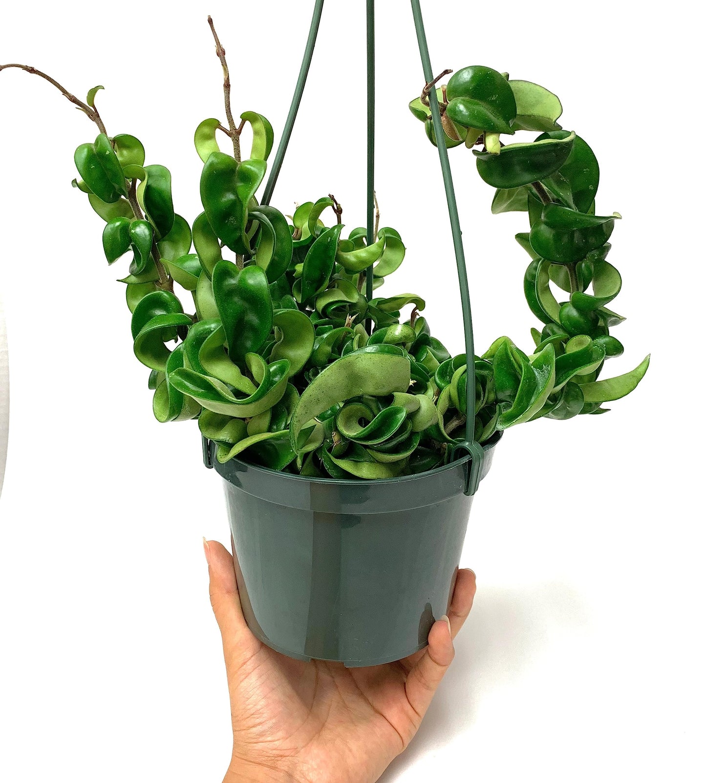 Hoya Compacta aka Hoya Hindu Rope Available in 2", 4", and 6" Pot Live Hoya Plant Captivating Vine Plant for Air-Purifying - Hoya Plants Live Houseplants