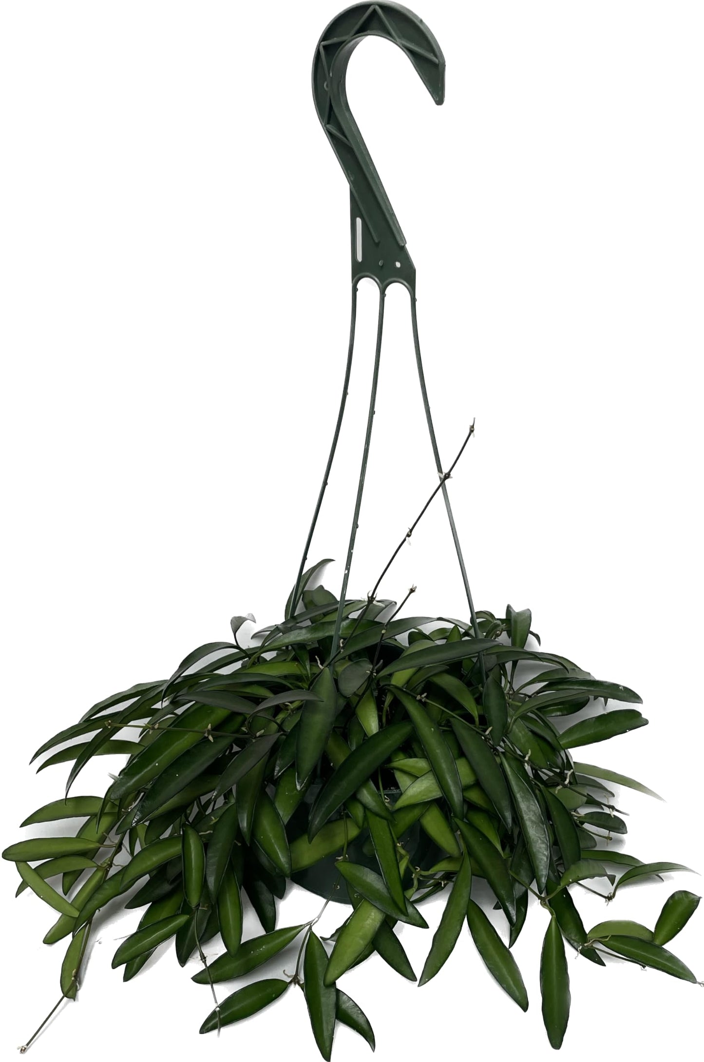 Hoya Wayetii Captivating Wax Plant - Air Purifing Live Plant - Hoya Plants Live Houseplants - Available in 2" Pot, 4" Pot and 6" Hanging Pot - Ships from CA - Pet Friendly Plant