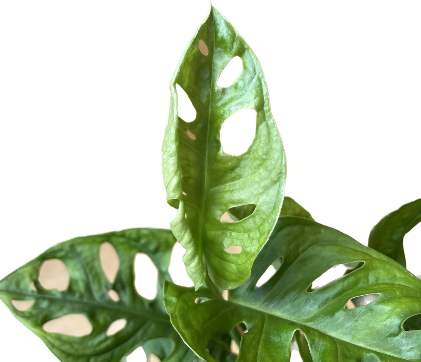 Premium Monstera Adansonii - Exotic Swiss Cheese Vine - Rare Indoor Plant - Swiss Cheese Plant Live - Monstera Plant Live - Limited Stock, Order Now