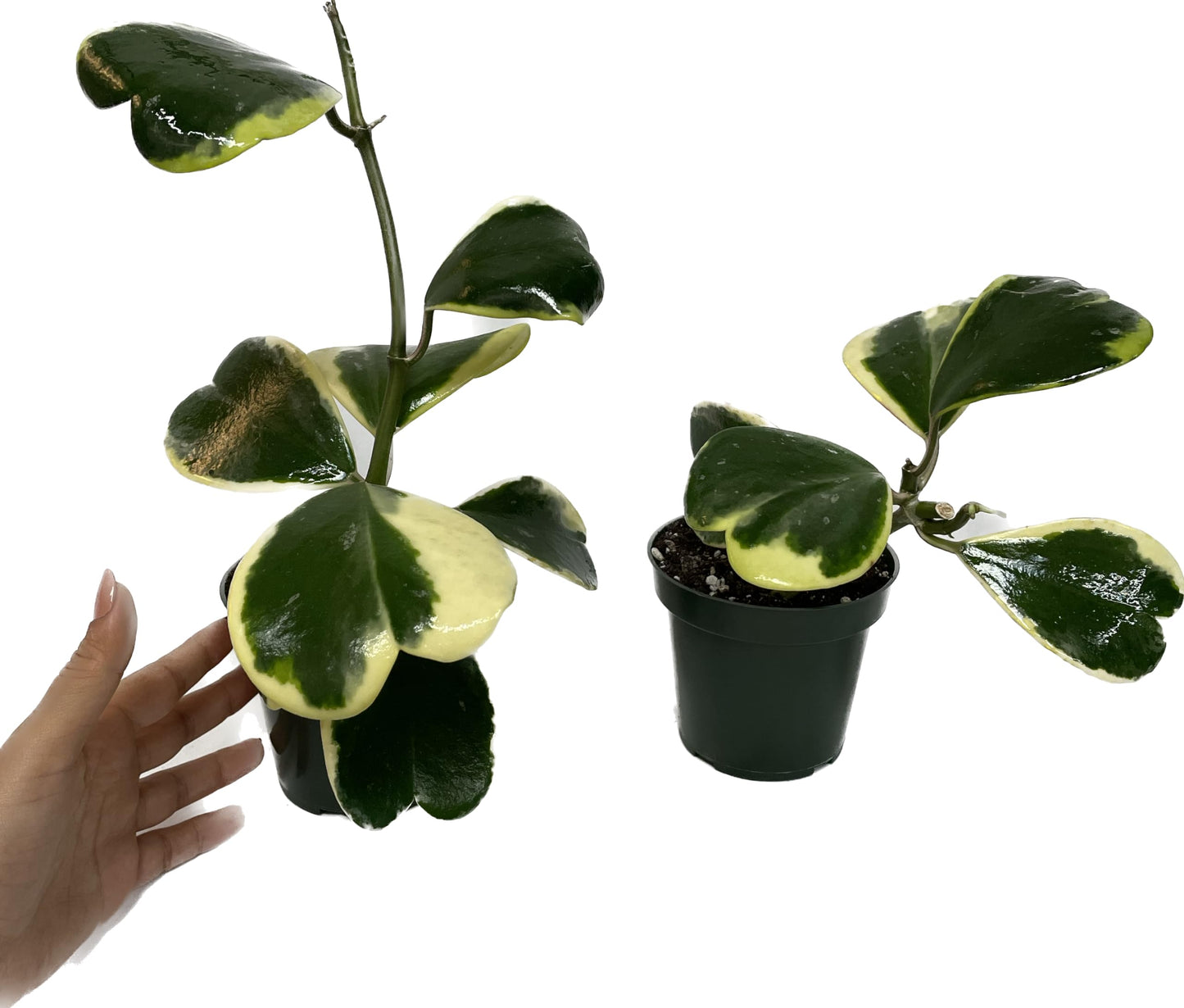 Variegated Hoya Kerrii - Hoya Plants Live Houseplant - Live Hoya Plant - Outer Variegated Hoya Kerrii - Plant Gift - Air Purifying Plant