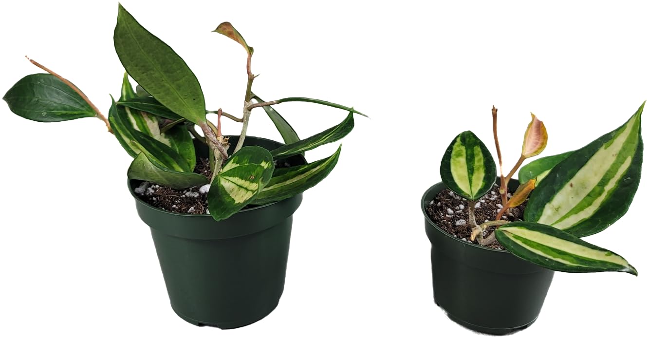 Hoya Pot of Gold - Inner Variegated Hoya Latifolia FKA Macrophylla Inner Variegated - Available in 3.5", 4.5" Pot & 6" Pot - Hoya Plants Live Houseplants