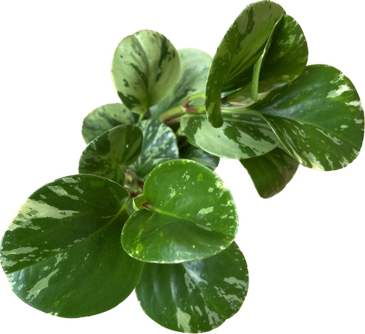 Live Rubber Plant - Peperomia Marble - Peperomia Obtusifolia Marble Variegated - Available in 3", 4", and 6" Pots - CA Seller - Ideal Gift for Home, Office - Peperomia Live Plant