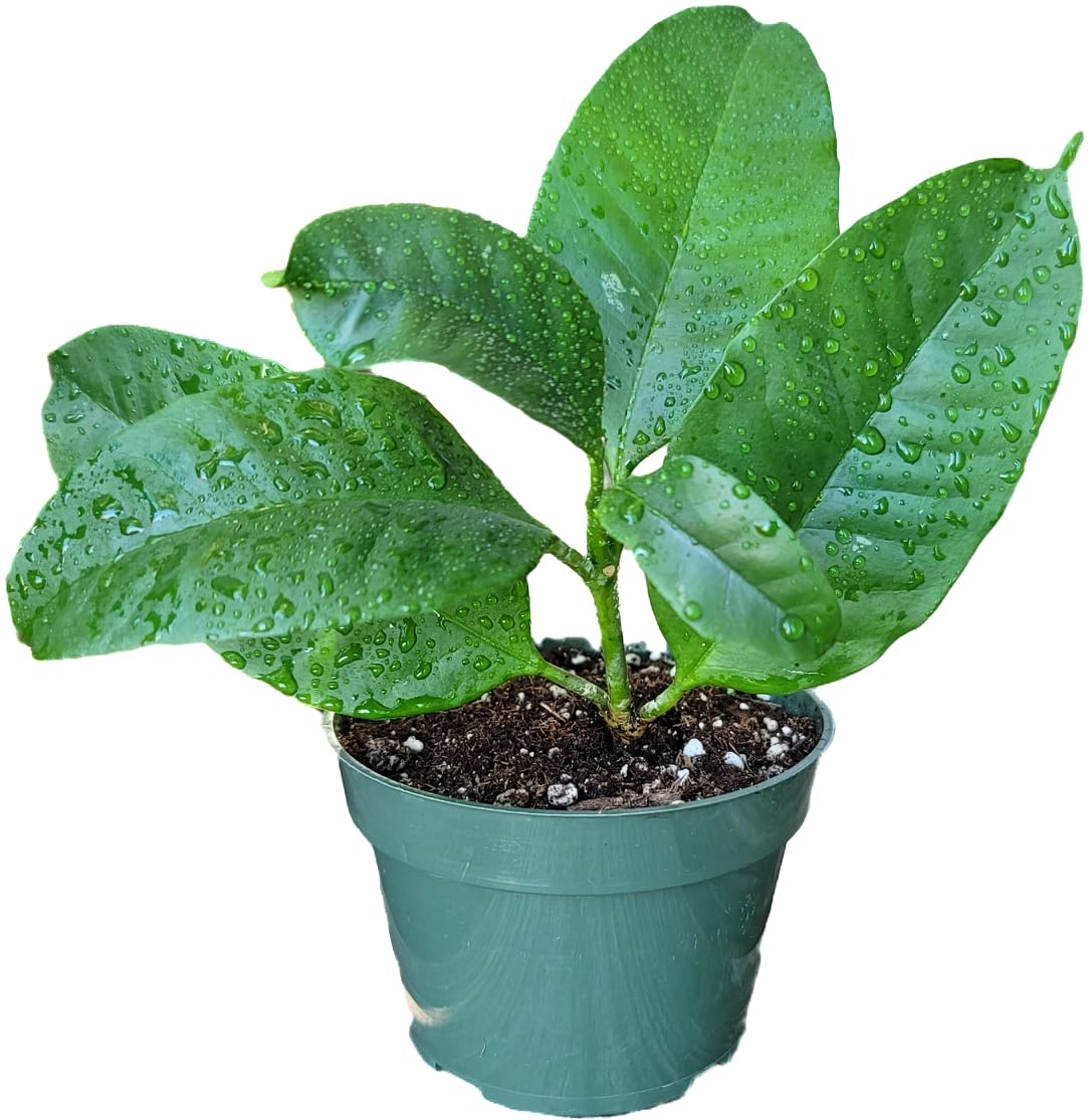 Hoya Shooting Star - Hoya Multiflora - Hoya Plants Live Houseplants - Stunning Shooting Star-Shaped Blooms - Air Purifying Tropical Vine - CA Seller