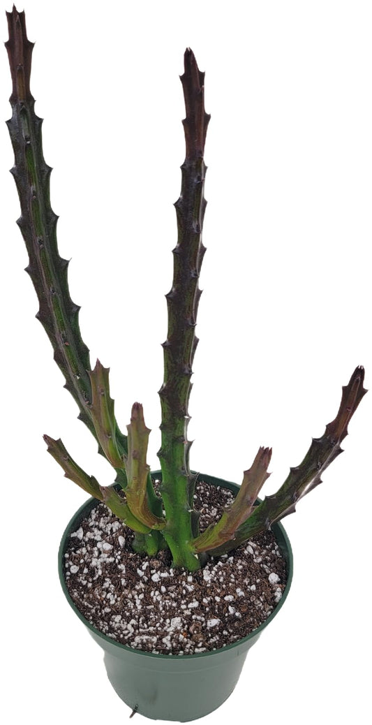 Lifesaver Plant with Purple Flowers - Live Plant in Pot - Stapelia Mutabilis - Beautiful Indoor Outdoor Cacti Succulent Houseplant with Exotic Blooms