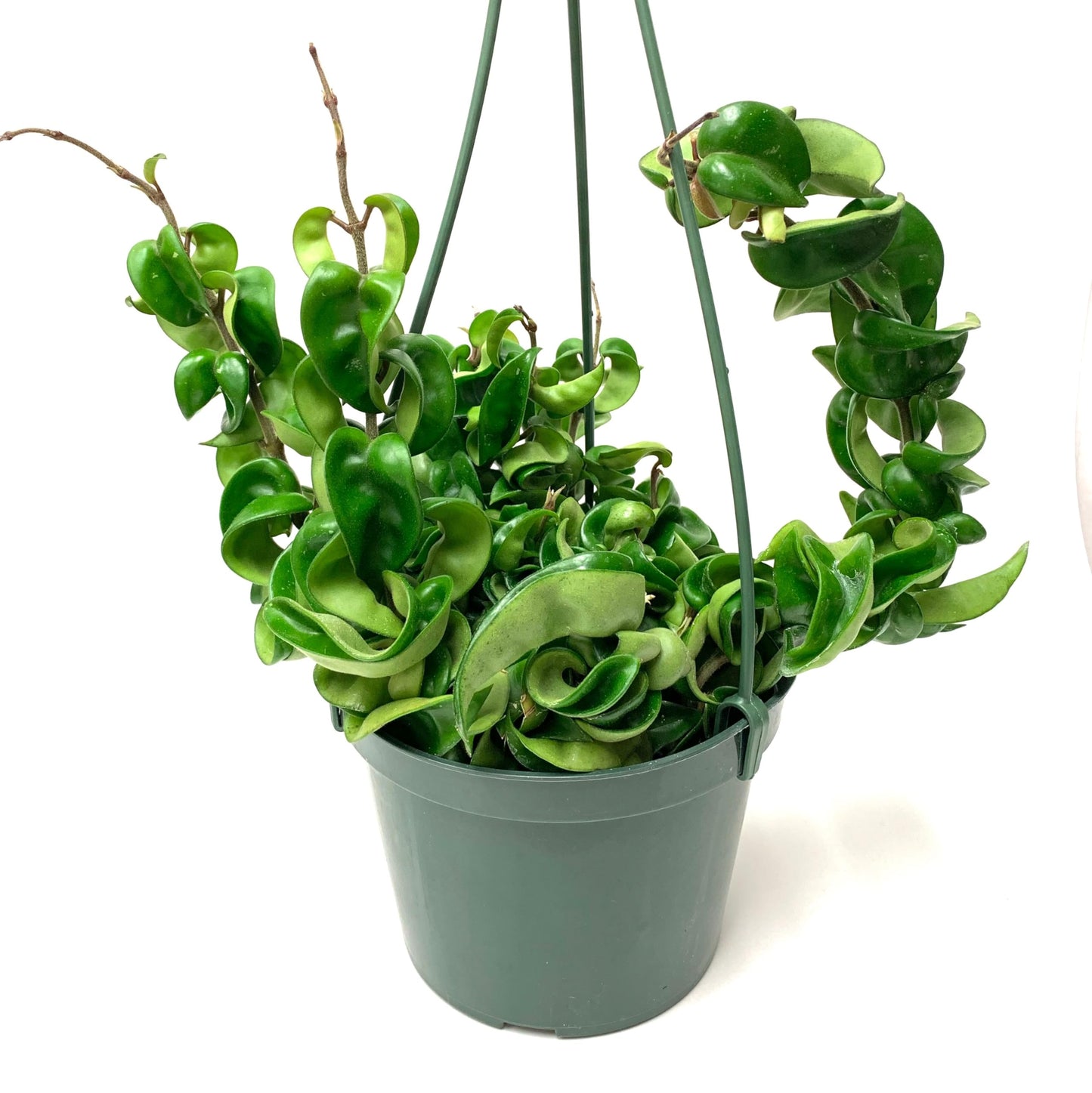 Hoya Compacta aka Hoya Hindu Rope Available in 2", 4", and 6" Pot Live Hoya Plant Captivating Vine Plant for Air-Purifying - Hoya Plants Live Houseplants