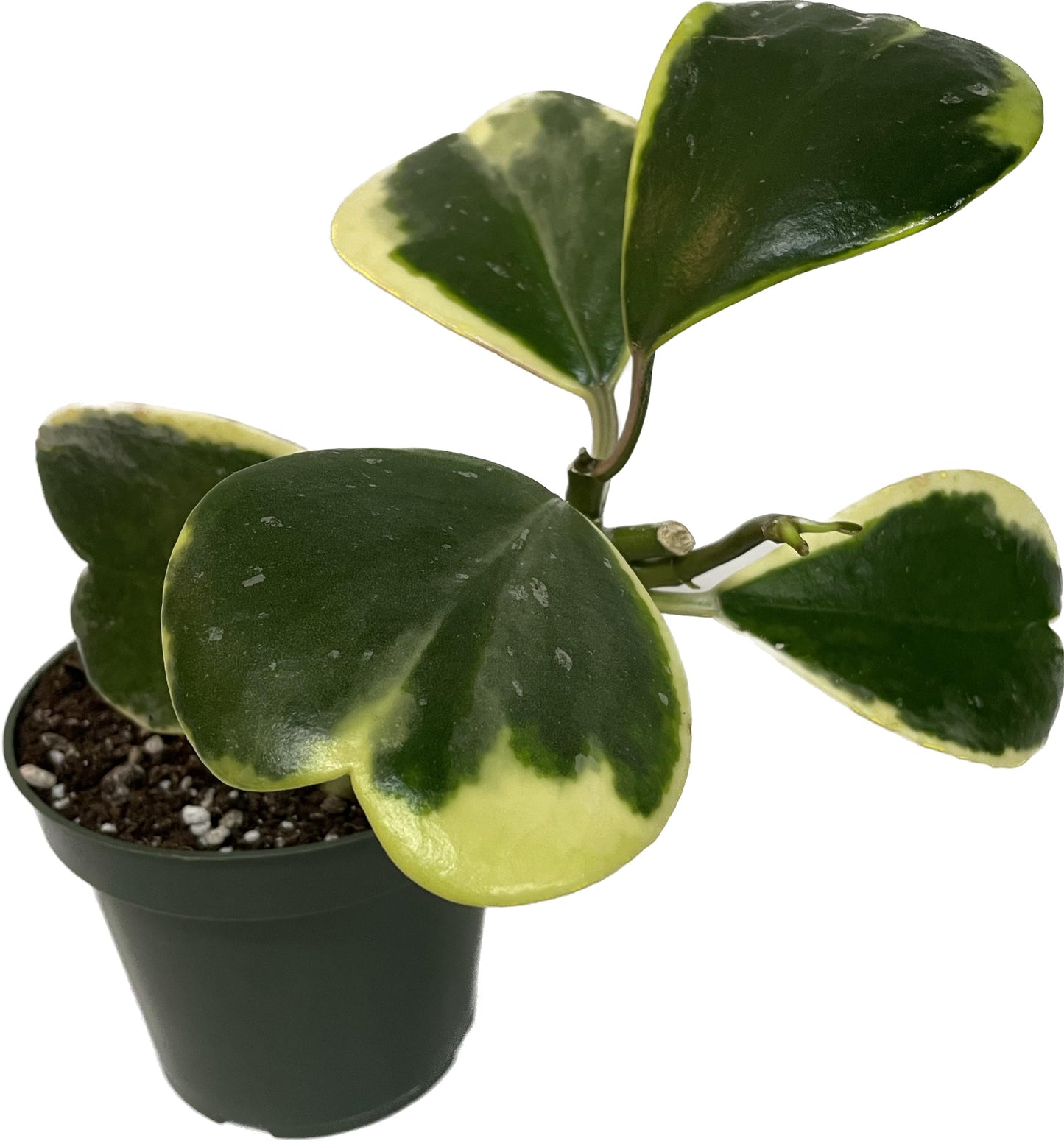 Variegated Hoya Kerrii - Hoya Plants Live Houseplant - Live Hoya Plant - Outer Variegated Hoya Kerrii - Plant Gift - Air Purifying Plant