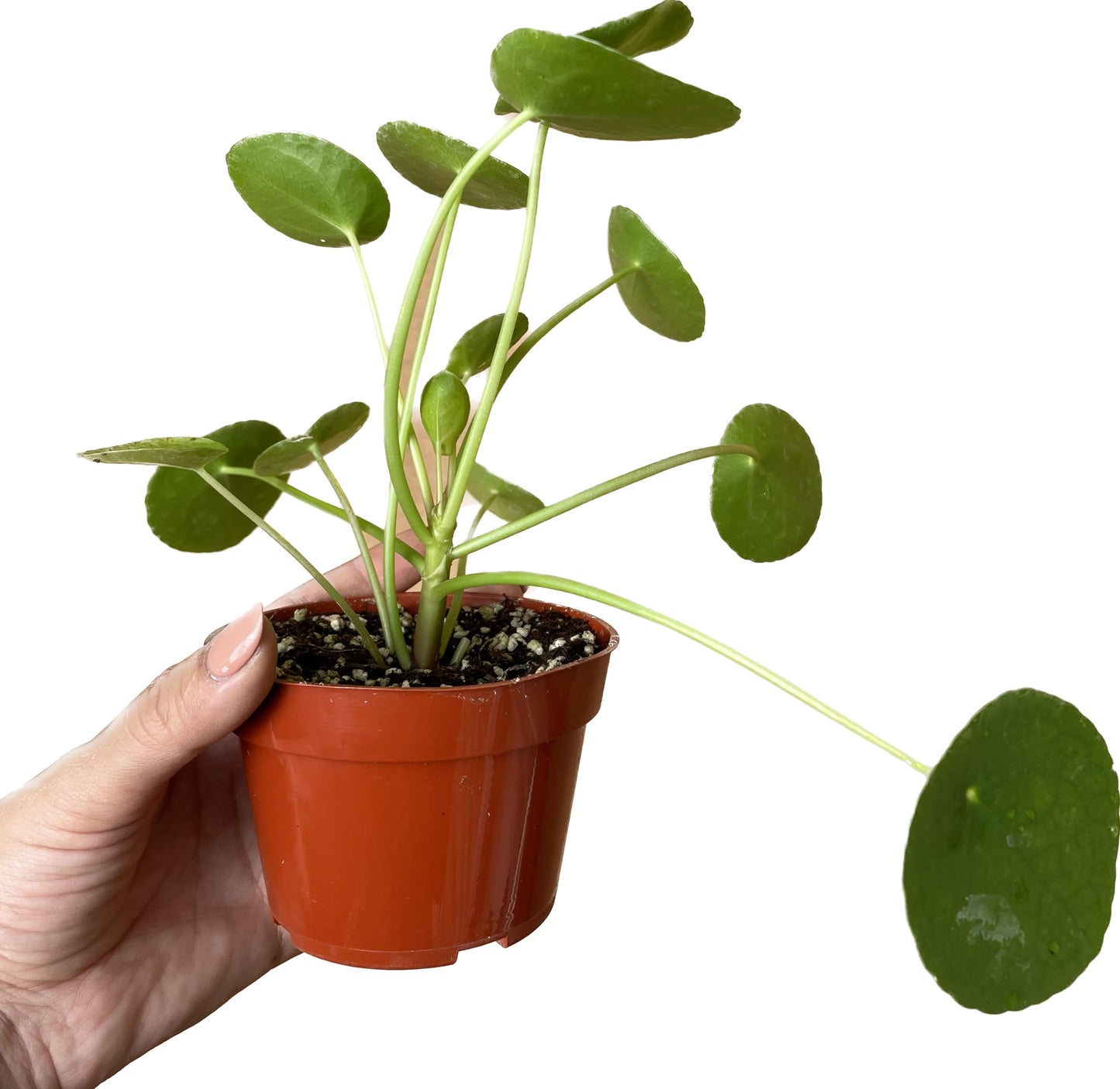 Chinese Money Plant Live - Pilea peperomioides Live Plant | Easy Care Indoor Houseplant | Air Purifying | 4-Inch & 6-inch Pot Available | California Seller