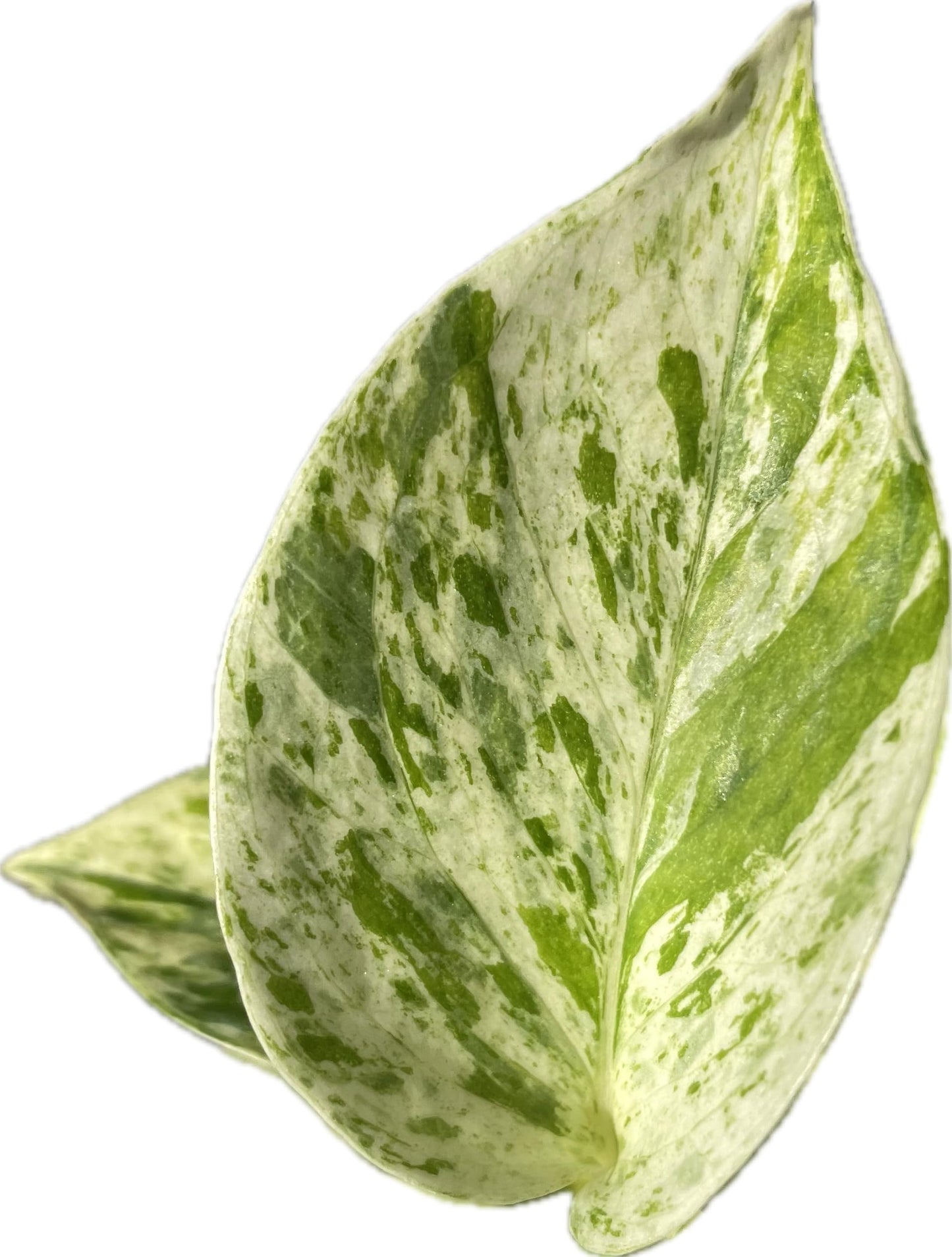 Snow Queen Pothos – Elegant White & Green Variegated Indoor Plant - Pothos Live Plant in 4" Pot – Perfect for Home, Office - Air Purifying Houseplant - Perfect Live Plant Gift - CA Seller