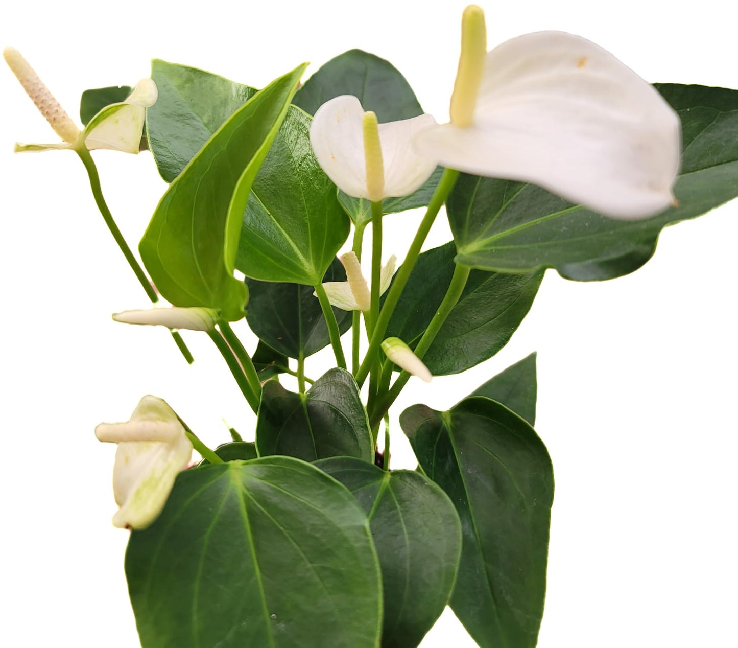Anthurium White Flower Andraeanum - Exotic Tropical Houseplant with Glossy White Flowers and Lush Foliage - Easy-Care Indoor Plant - CA Seller - Air Purifying Plant