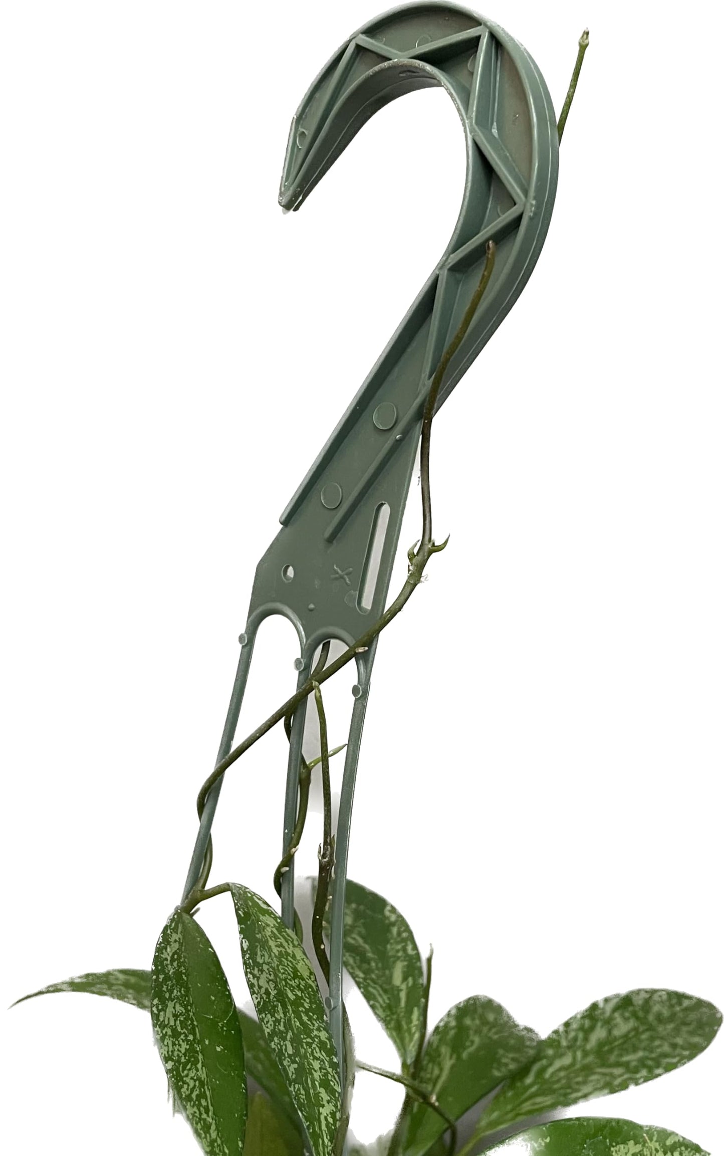 Hoya Publicalyx Splash Red Button - Hoya Plant - Air Purifying Plant - Pet Friendly Plant - Hoya Plants Live Houseplants - Wax Plant