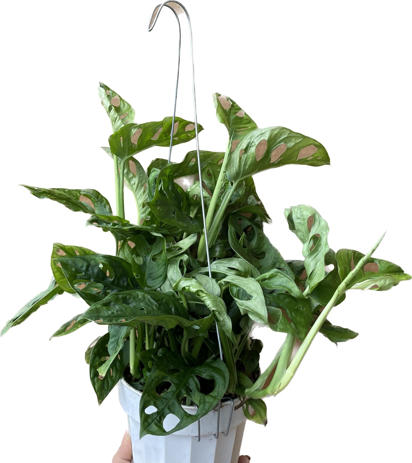 Premium Monstera Adansonii - Exotic Swiss Cheese Vine - Rare Indoor Plant - Swiss Cheese Plant Live - Monstera Plant Live - Limited Stock, Order Now