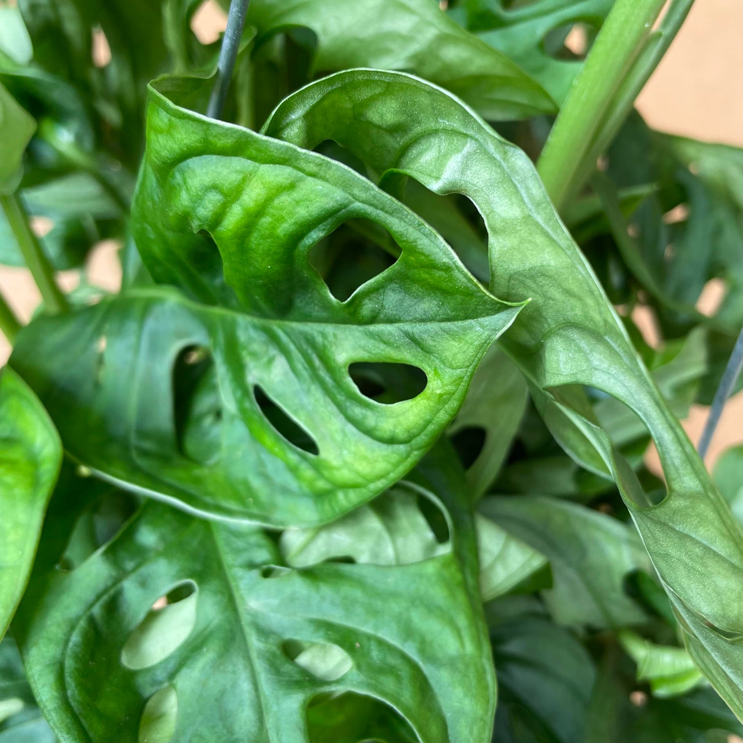 Premium Monstera Adansonii - Exotic Swiss Cheese Vine - Rare Indoor Plant - Swiss Cheese Plant Live - Monstera Plant Live - Limited Stock, Order Now