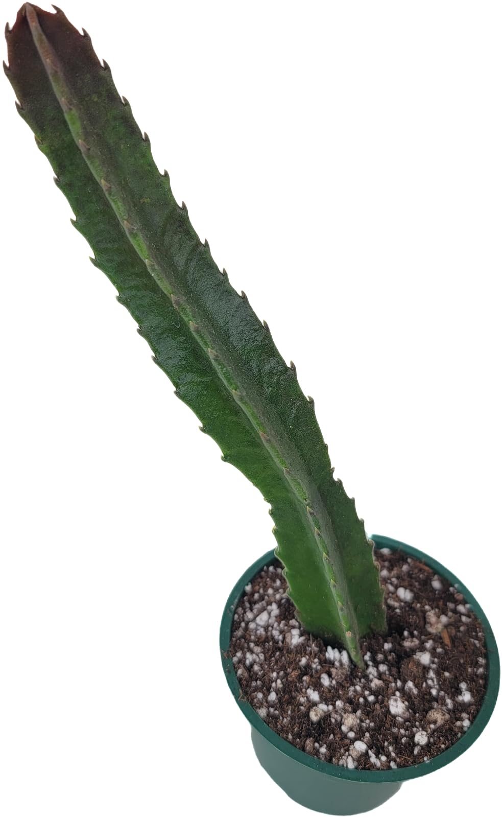 Starfish Cactus with Beautiful Giant Yellow Flowers | Stapelia gigantea | Giant Starfish Plant | Rare Live Plant Huernia | CA Seller