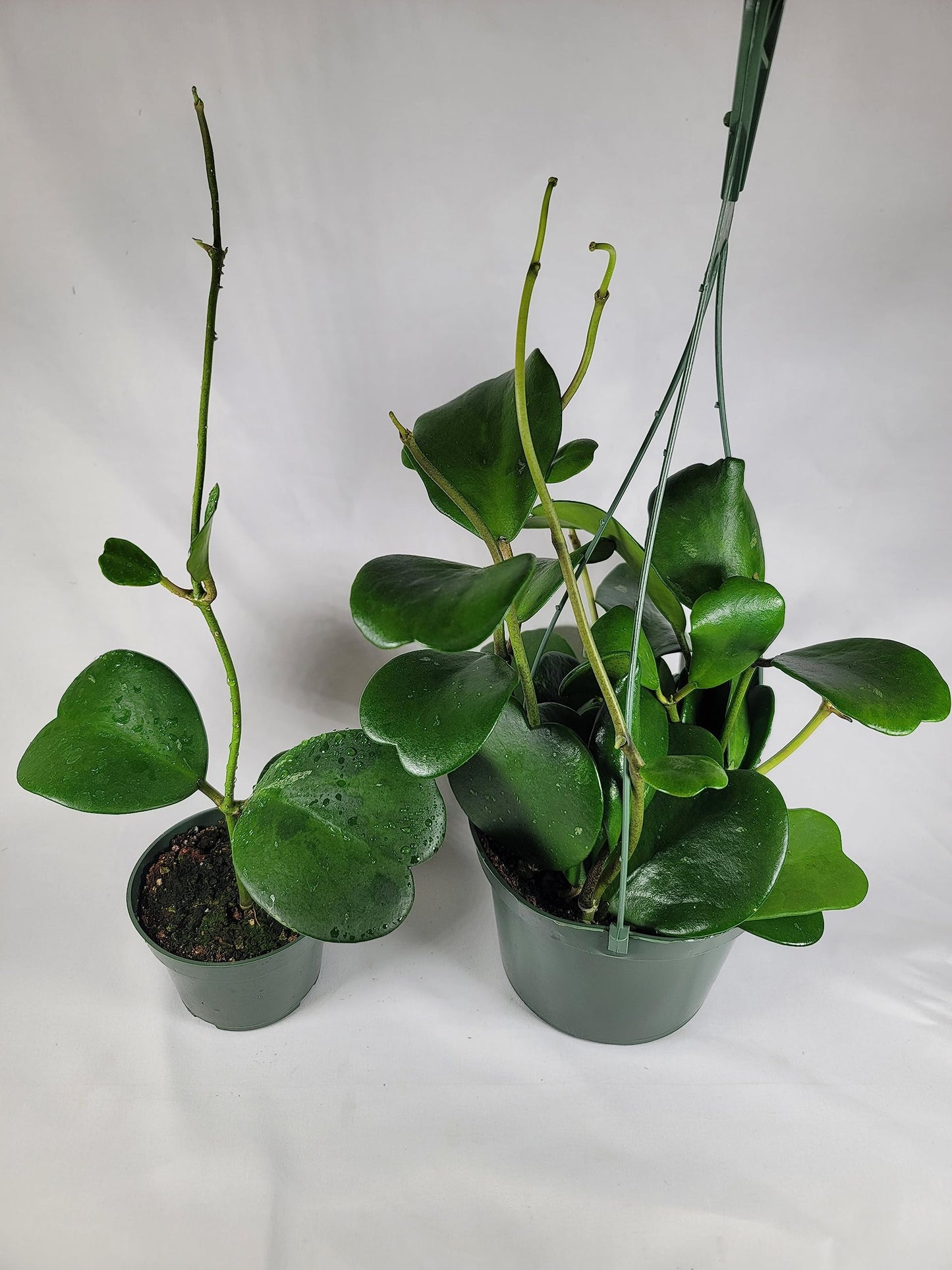 Hoya Kerrii Plant with Heartshape Leaves Live Hoya Plant Great Gift for Mothers and Loved Ones Sweetheart Hoya Live Plant