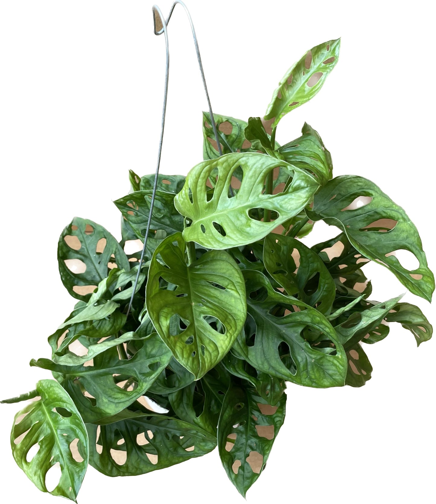 Premium Monstera Adansonii - Exotic Swiss Cheese Vine - Rare Indoor Plant - Swiss Cheese Plant Live - Monstera Plant Live - Limited Stock, Order Now