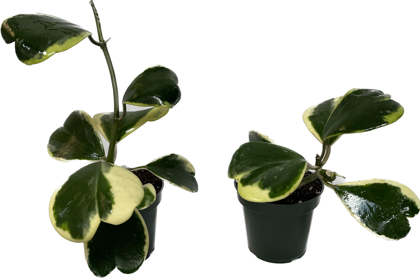 Variegated Hoya Kerrii - Hoya Plants Live Houseplant - Live Hoya Plant - Outer Variegated Hoya Kerrii - Plant Gift - Air Purifying Plant