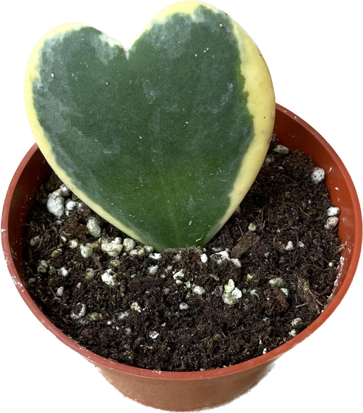 Variegated Hoya Kerrii - Hoya Plants Live Houseplant - Live Hoya Plant - Outer Variegated Hoya Kerrii - Plant Gift - Air Purifying Plant