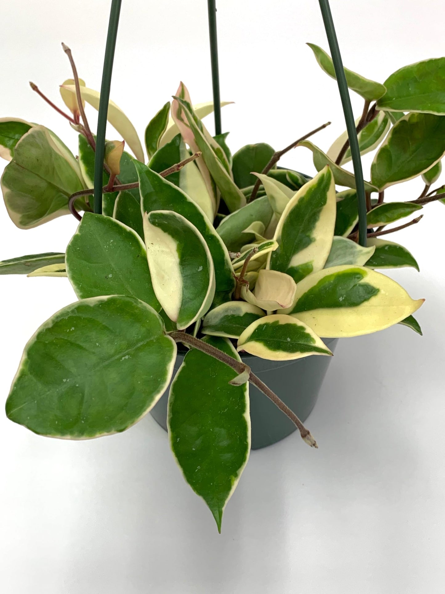 Hoya Krimson Queen Available in 2" Pot, 4" Pot, and 6" Hanging Pot, Live Arrival Guaranteed! Live Hoya Plant Live Indoor Plant