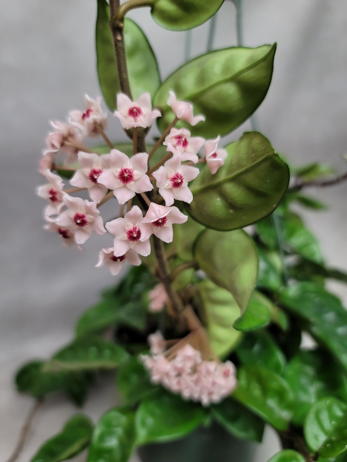 Hoya Krinkle 8 Live Hoya Plant Pink Flowers with Chocolate Smells Available in 2", 4", and 6" Pot