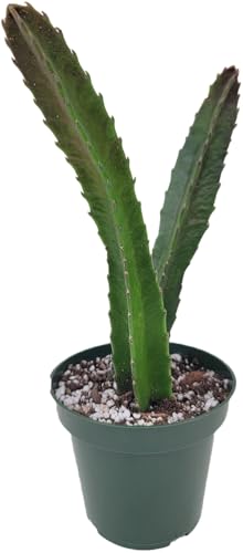 Starfish Cactus with Beautiful Giant Yellow Flowers | Stapelia gigantea | Giant Starfish Plant | Rare Live Plant Huernia | CA Seller