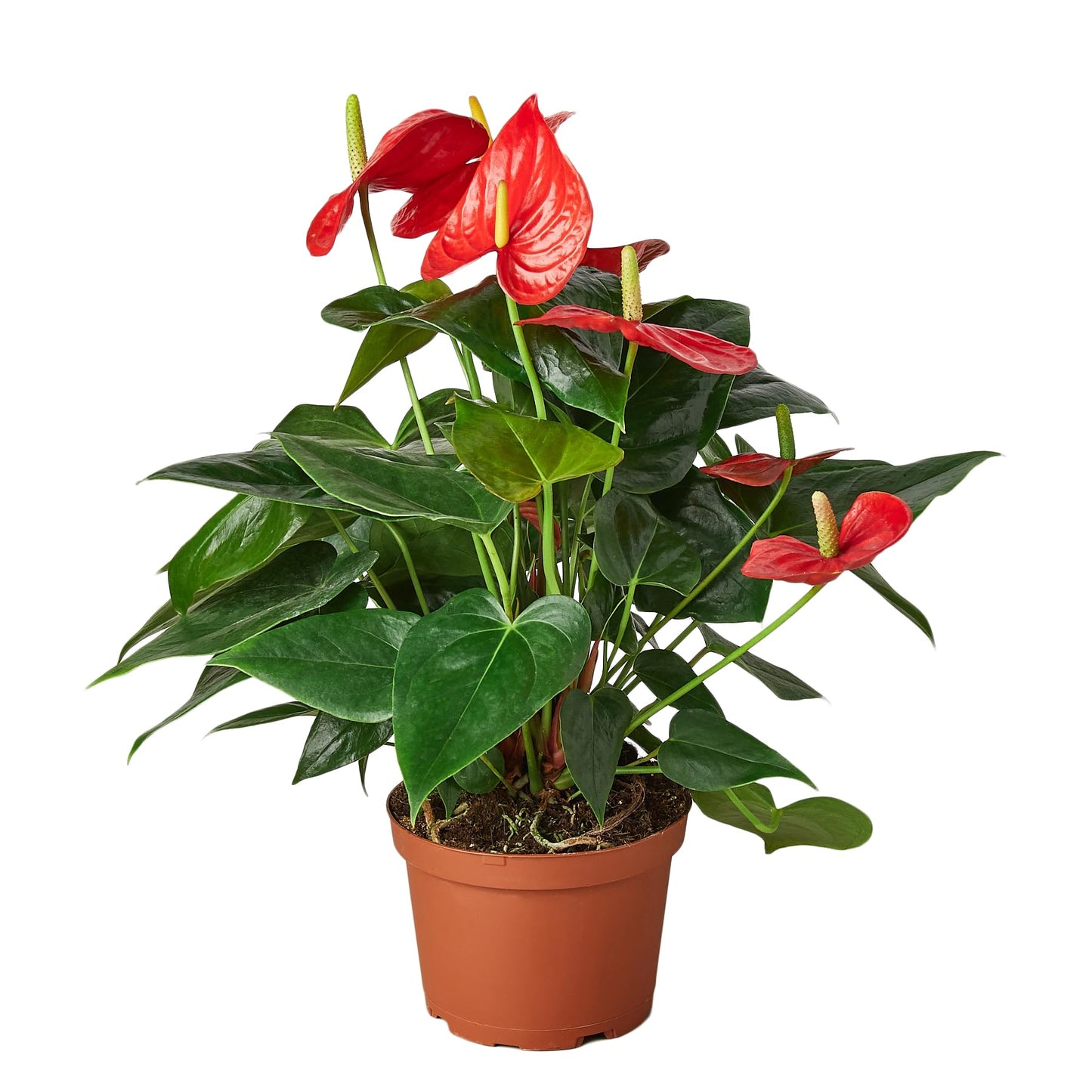Anthurium Red Flower Aristo - Exotic Tropical Houseplant with Glossy Red Flowers and Lush Foliage - Easy-Care Indoor Plant - CA Seller - Air Purifying Plant