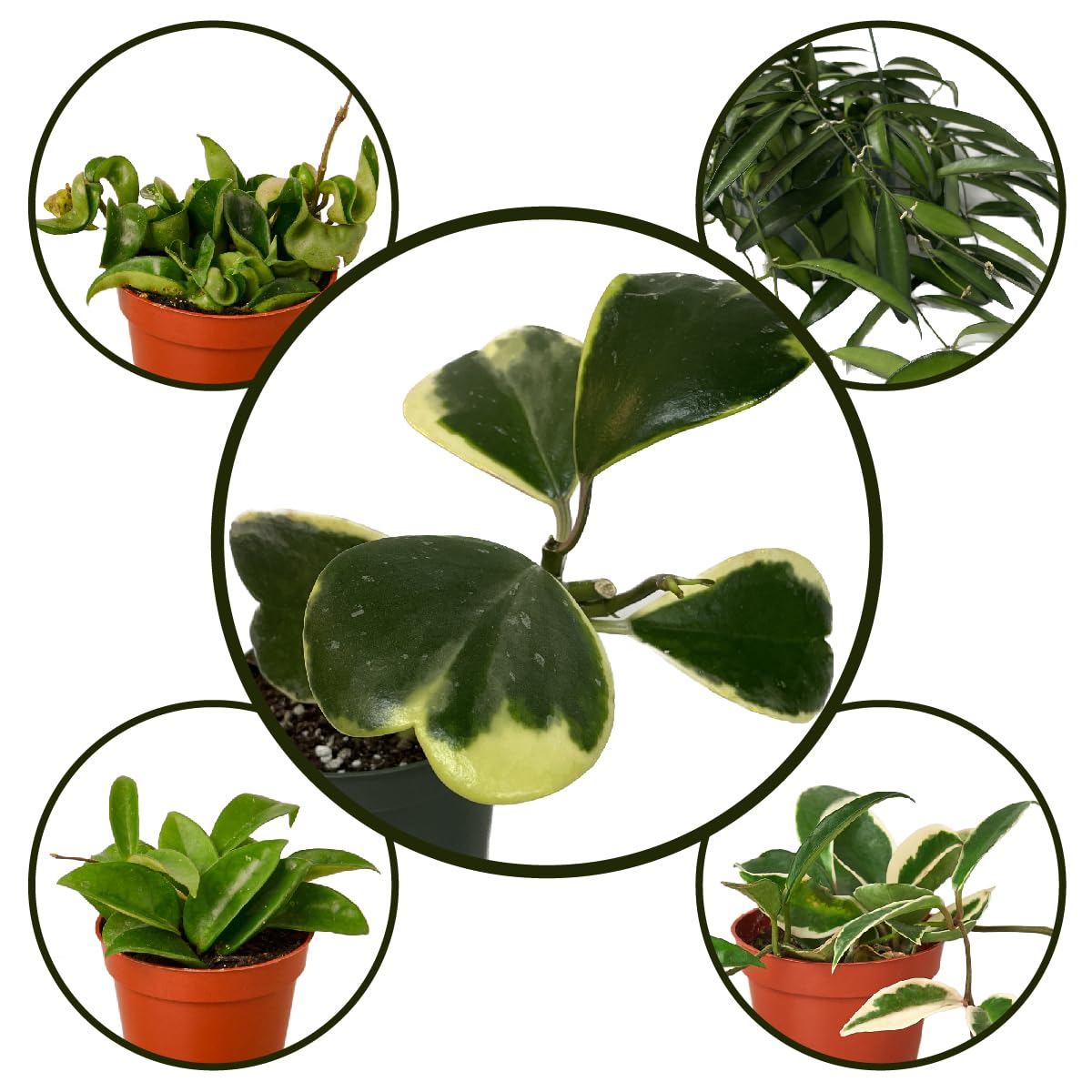 Hoya Plants Live Houseplants 4" Pot Variety Assortment Pack in 2,4, or 8 Live Hoya Plants - Pet Friendly Plants - Air Purifying Plants - CA Seller