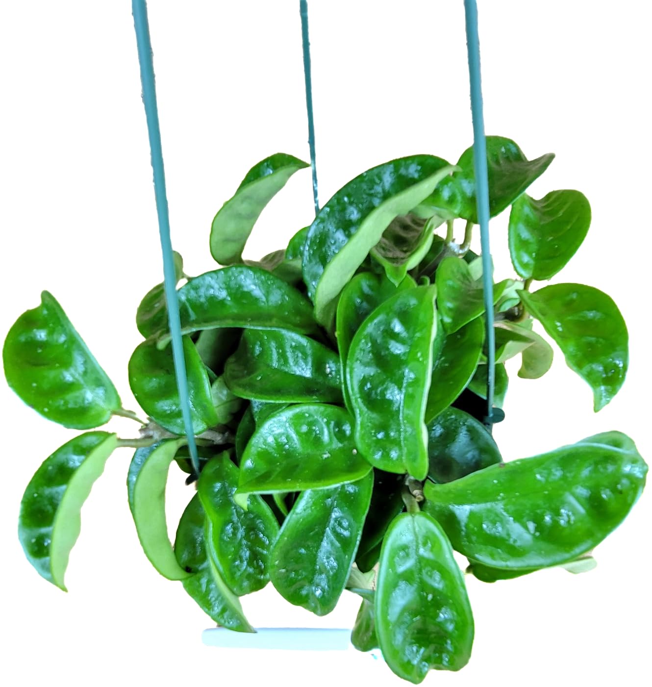 Hoya Krinkle 8 Live Hoya Plant Pink Flowers with Chocolate Smells Available in 2", 4", and 6" Pot