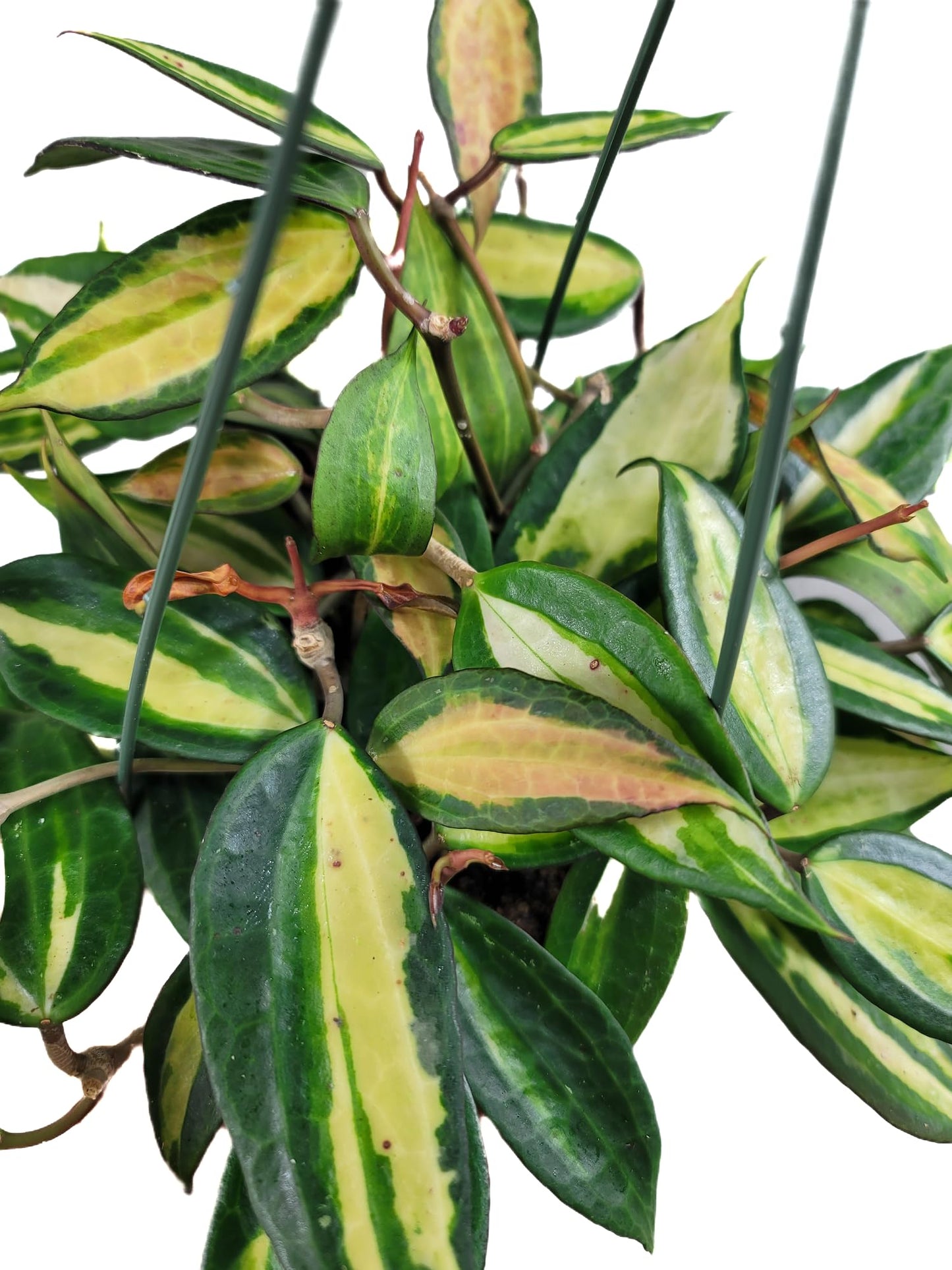 Hoya Pot of Gold - Inner Variegated Hoya Latifolia FKA Macrophylla Inner Variegated - Available in 3.5", 4.5" Pot & 6" Pot - Hoya Plants Live Houseplants