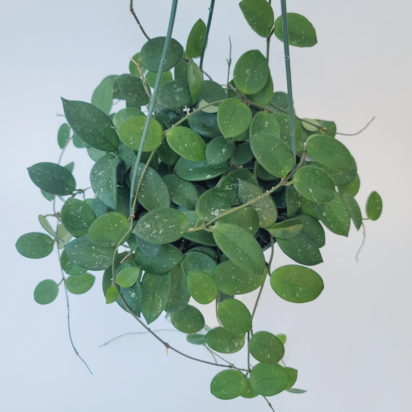 Hoya Mathilde Live Plant – Hoya Carnosa x Hoya Serpens - Rare Trailing Houseplant - Hoya Plants Live Houseplants - Air Purifying Plant - Ships from CA