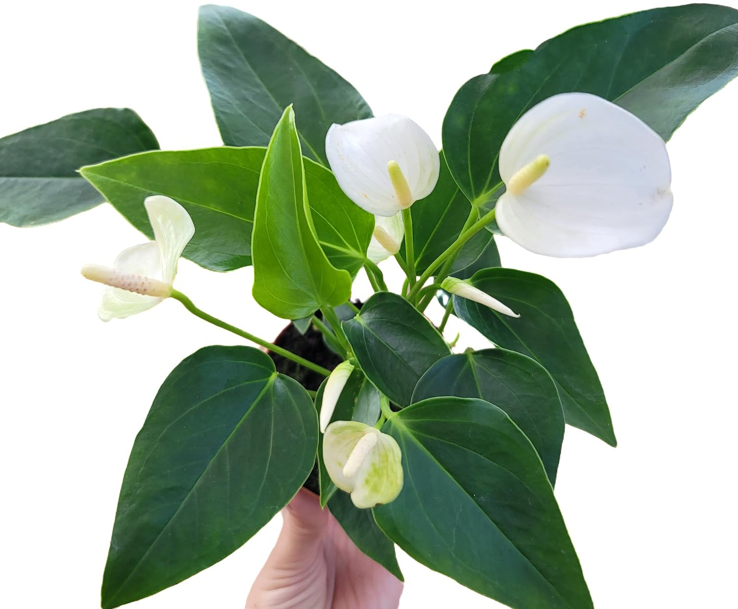 Anthurium White Flower Andraeanum - Exotic Tropical Houseplant with Glossy White Flowers and Lush Foliage - Easy-Care Indoor Plant - CA Seller - Air Purifying Plant