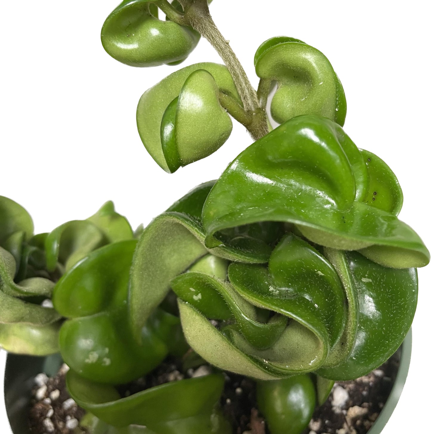 Hoya Compacta aka Hoya Hindu Rope Available in 2", 4", and 6" Pot Live Hoya Plant Captivating Vine Plant for Air-Purifying - Hoya Plants Live Houseplants