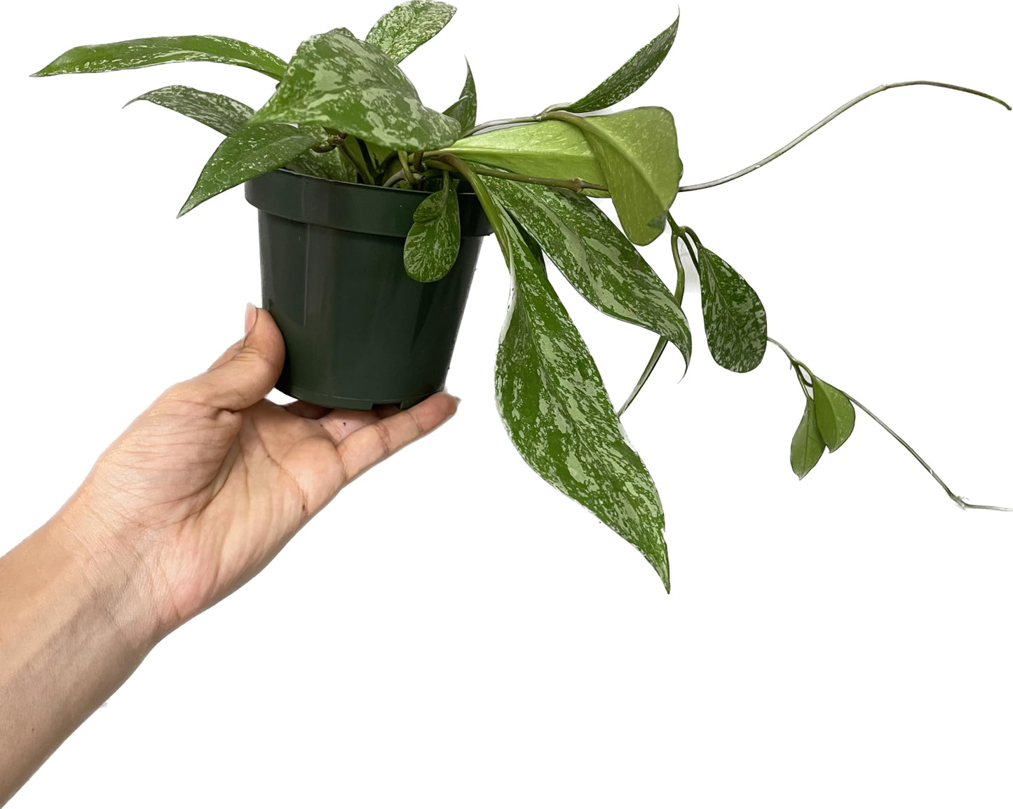 Hoya Publicalyx Splash Red Button - Hoya Plant - Air Purifying Plant - Pet Friendly Plant - Hoya Plants Live Houseplants - Wax Plant