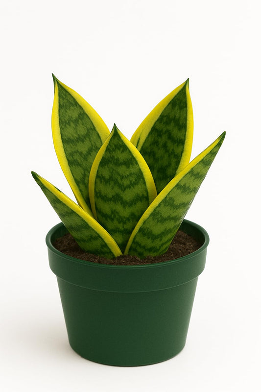 Sansevieria trifasciata ‘Superba’ Live Plant in 4” Pot – Dwarf Snake Plant with Golden Variegated Leaves – Mother in Law Tongue Sansevieria Plant for Home Decor or Gifts