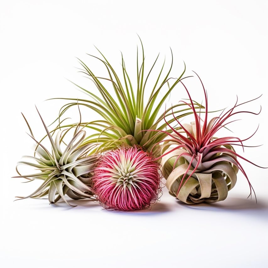 Air Plants Live Variety Pack - Pack of 3 Live Air Plants - Tillandsia Live Plants Assorted - Air Purifying Plant - California Seller