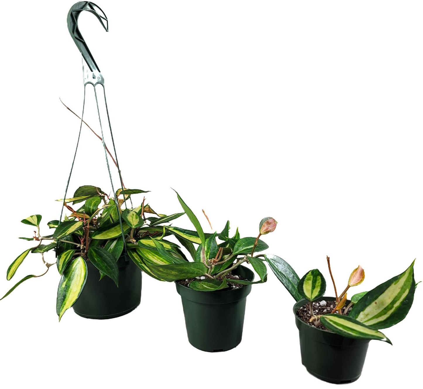 Hoya Pot of Gold - Inner Variegated Hoya Latifolia FKA Macrophylla Inner Variegated - Available in 3.5", 4.5" Pot & 6" Pot - Hoya Plants Live Houseplants