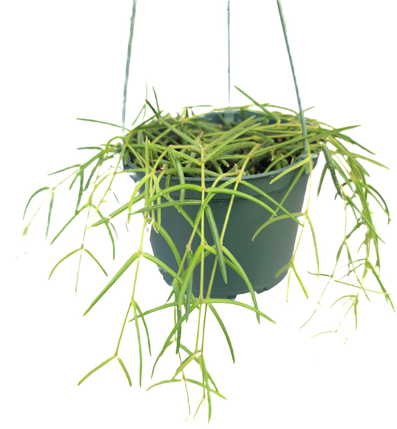 Hoya Linearis Live Plant in 6” Hanging Pot – Rare Trailing Houseplant with Fuzzy Foliage - Hoya Plants Live Houseplants - Air Purifying Plant - Ships from CA