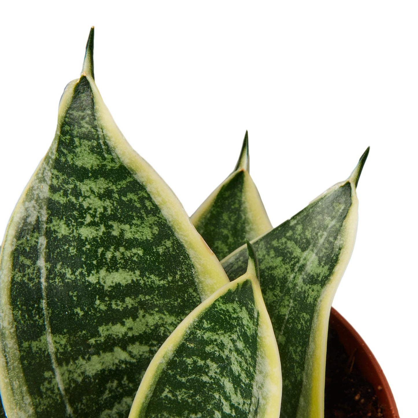 Sansevieria trifasciata ‘Superba’ Live Plant in 4” Pot – Dwarf Snake Plant with Golden Variegated Leaves – Mother in Law Tongue Sansevieria Plant for Home Decor or Gifts