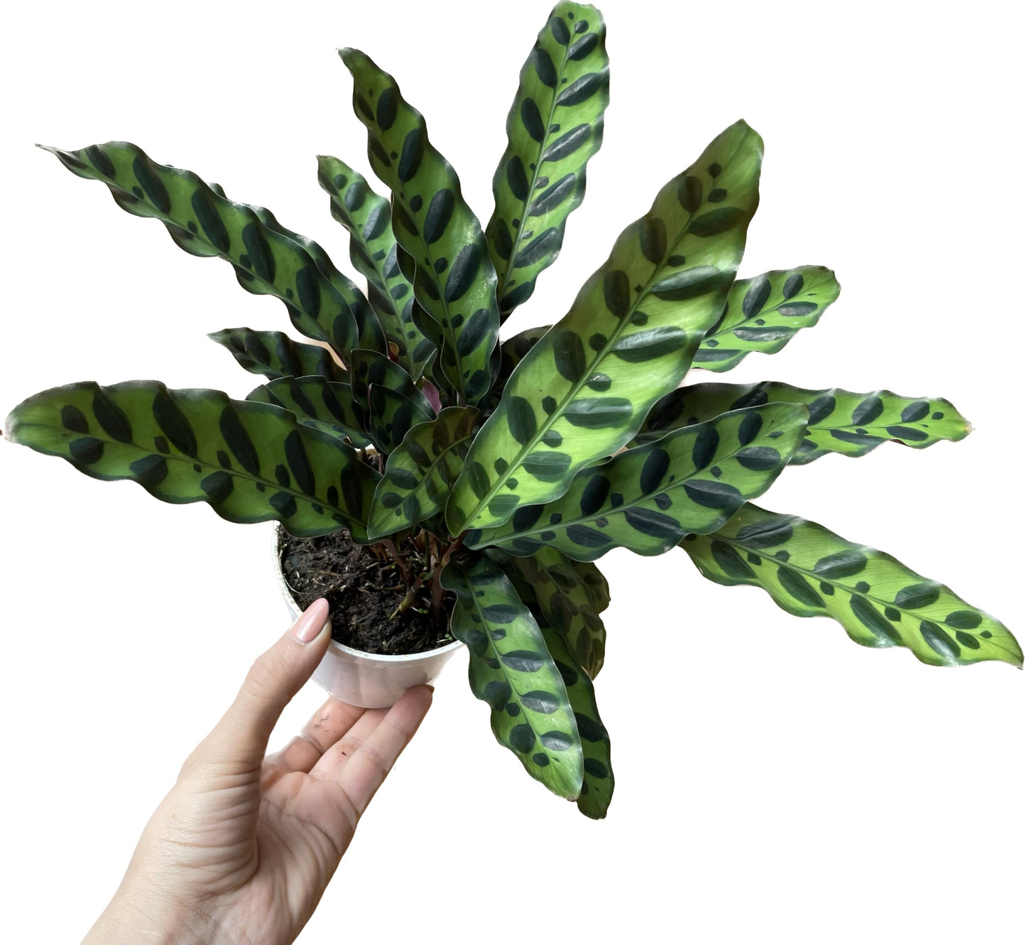 Calathea Lancifolia 'Rattlesnake' - Calathea Plant - Calathea Live Plant - Calathea Plant Best Air Purifying Plant - CA Seller