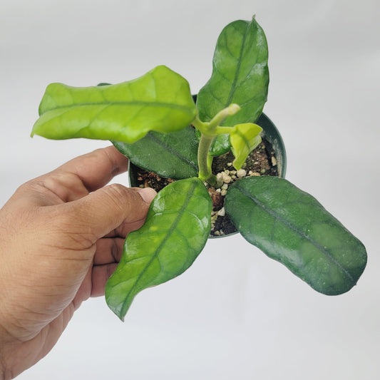 Hoya Globulosa (Rare Wax Plant) – Elongated Fuzzy-Veined Leaves, Fragrant Star Blooms – Pet-Friendly, Low Maintenance - Hoya Plants Live Houseplants - Air Purifying Plant - Ships from CA