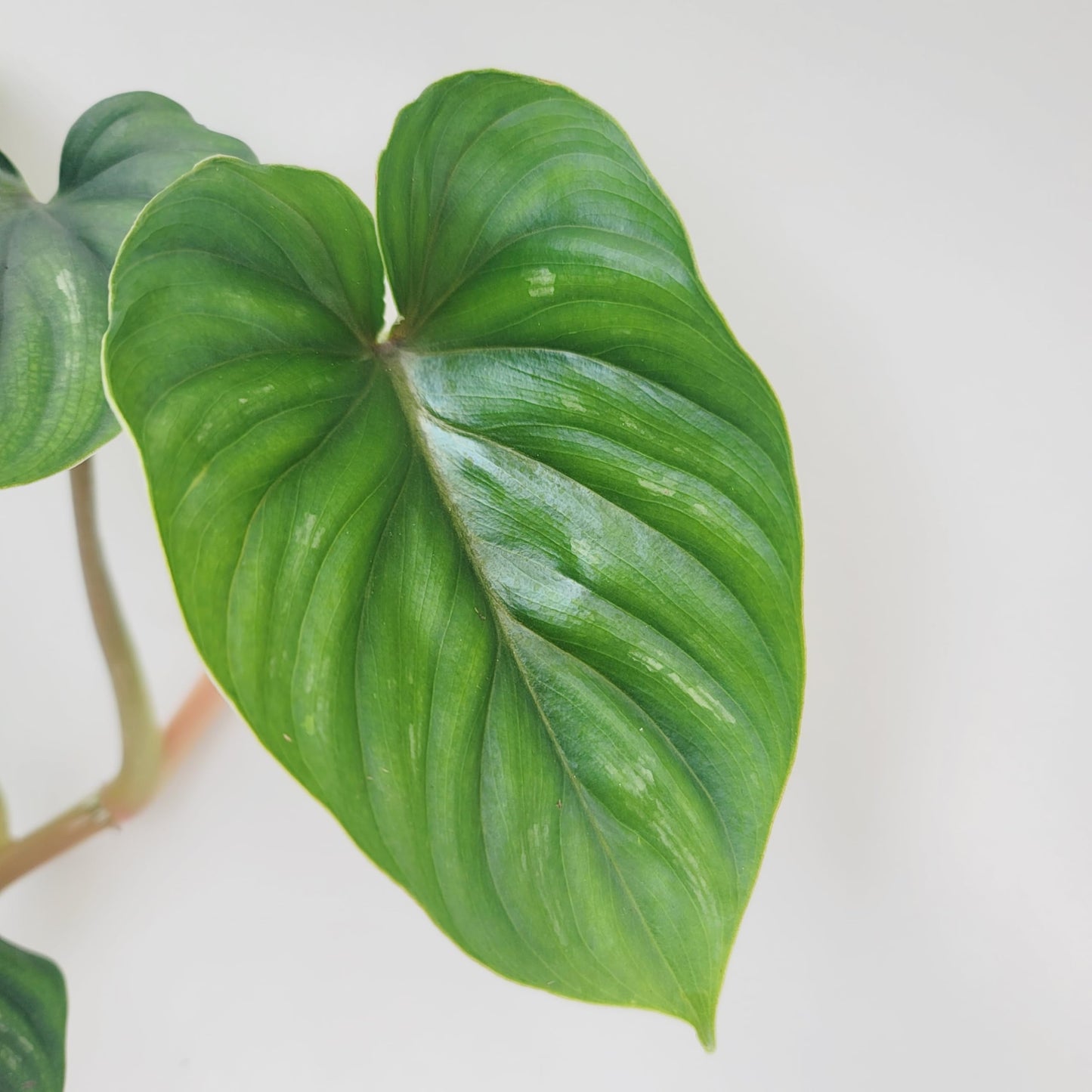 Philodendron Plowmanii – Rare Collector Philodendron with Large Silver-Green Quilted Leaves – Exotic Aroid Live Plant for Indoor Décor – Easy Tropical Houseplant