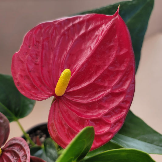 Anthurium Red Flower Aristo - Exotic Tropical Houseplant with Glossy Red Flowers and Lush Foliage - Easy-Care Indoor Plant - CA Seller - Air Purifying Plant
